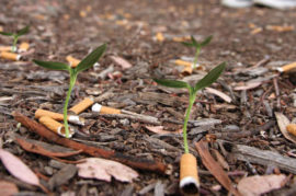 Colillas de cigarrillos que se convierten en plantas