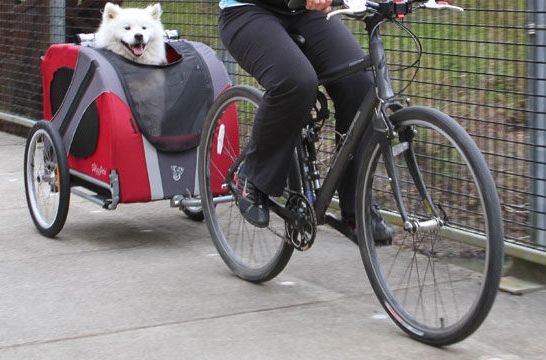 Alquiler de bicicletas con transportín para animales